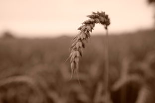 农村种植什么不愁销路，探索稳定收益的农作物选择