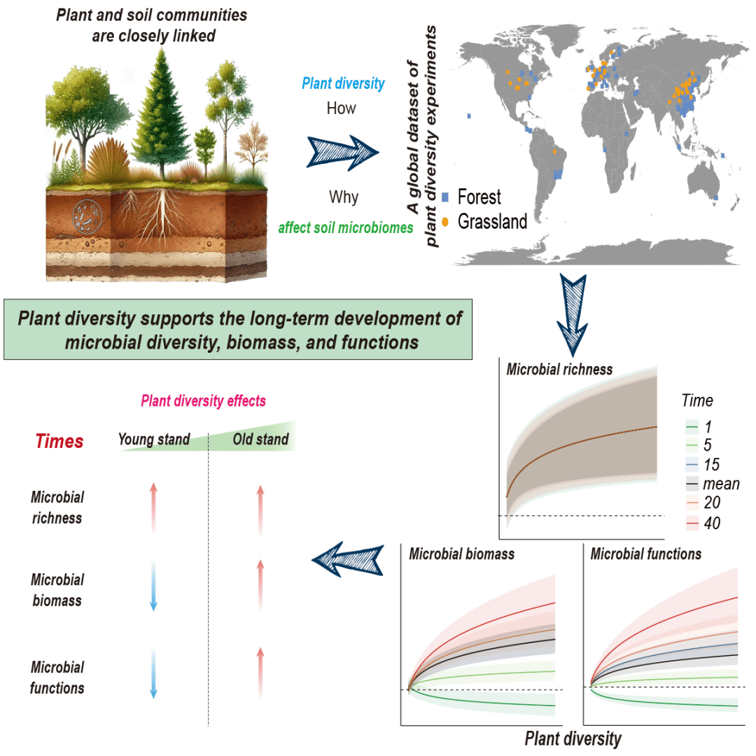 地表植被恢复：低碳技术的自然碳汇解决方案，轻松应对气候变化
