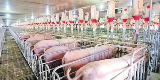 低碳技术：生物质转化优化，高效利用农业废弃物变废为宝